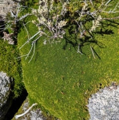 Pentachondra pumila at Kosciuszko National Park - 19 Mar 2024