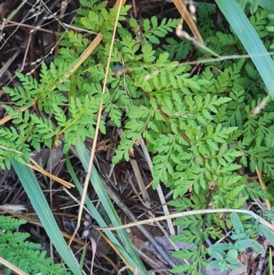 Cheilanthes austrotenuifolia (Rock Fern) at Flynn, ACT - 18 Mar 2024 by WalkYonder