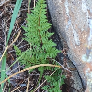 Cheilanthes austrotenuifolia at Mount Rogers - 19 Mar 2024