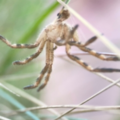 Neosparassus calligaster at Sullivans Creek, O'Connor - 19 Mar 2024