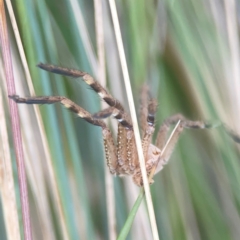 Neosparassus calligaster at Sullivans Creek, O'Connor - 19 Mar 2024