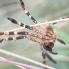 Neosparassus calligaster at Sullivans Creek, O'Connor - 19 Mar 2024