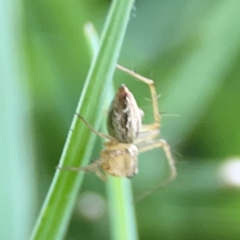 Oxyopes sp. (genus) (Lynx spider) at Sullivans Creek, O'Connor - 19 Mar 2024 by Hejor1