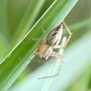 Oxyopes sp. (genus) at Sullivans Creek, O'Connor - 19 Mar 2024