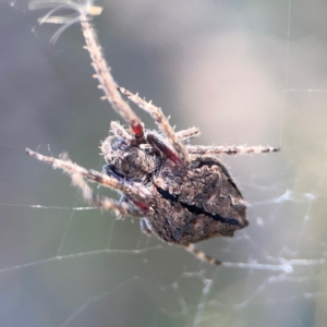 Socca pustulosa at Sullivans Creek, O'Connor - 19 Mar 2024