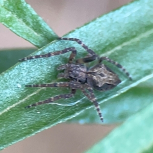 Socca pustulosa at Sullivans Creek, O'Connor - 19 Mar 2024