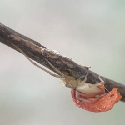 Cheiracanthium gracile (Slender sac spider) at Sullivans Creek, O'Connor - 19 Mar 2024 by Hejor1