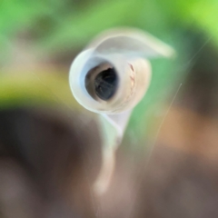 Phonognathidae (unofficial sub family) at Sullivans Creek, O'Connor - 19 Mar 2024