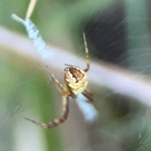 Gea theridioides at Sullivans Creek, O'Connor - 19 Mar 2024