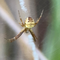 Gea theridioides at Sullivans Creek, O'Connor - 19 Mar 2024