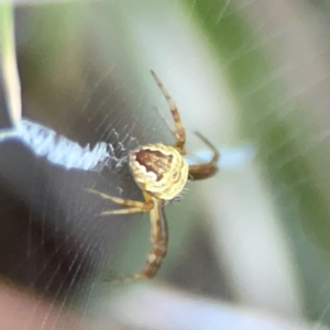 Gea theridioides at Sullivans Creek, O'Connor - 19 Mar 2024