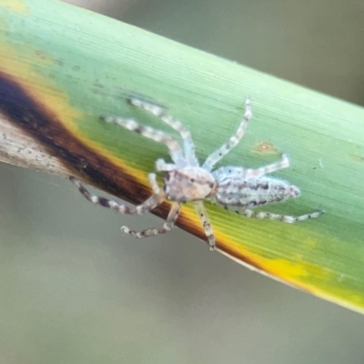Helpis minitabunda (Threatening jumping spider) at Sullivans Creek, O'Connor - 19 Mar 2024 by Hejor1