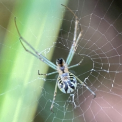 Leucauge dromedaria (Silver dromedary spider) at Sullivans Creek, O'Connor - 19 Mar 2024 by Hejor1