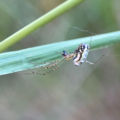 Leucauge dromedaria at Sullivans Creek, O'Connor - 19 Mar 2024