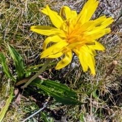 Microseris lanceolata (Yam Daisy) at Kosciuszko National Park - 19 Mar 2024 by HelenCross