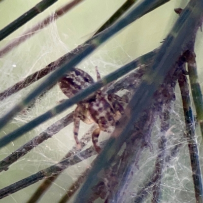 Opisthoncus serratofasciatus (Chevronned jumper) at Sullivans Creek, O'Connor - 19 Mar 2024 by Hejor1