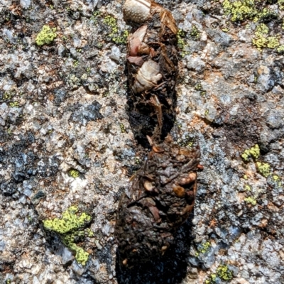 Unidentified Placental Predator at Kosciuszko National Park - 19 Mar 2024 by HelenCross