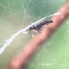 Philoponella congregabilis (Social house spider) at Sullivans Creek, O'Connor - 19 Mar 2024 by Hejor1