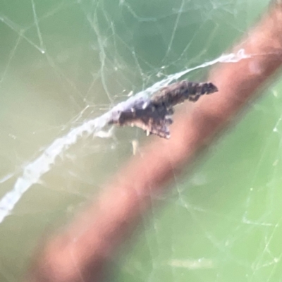 Philoponella congregabilis (Social house spider) at Sullivans Creek, O'Connor - 19 Mar 2024 by Hejor1