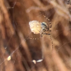 Cryptachaea veruculata at Sullivans Creek, O'Connor - 19 Mar 2024