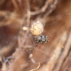 Cryptachaea veruculata at Sullivans Creek, O'Connor - 19 Mar 2024