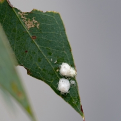 Unidentified Psyllid, lerp, aphid or whitefly (Hemiptera, several families) at Higgins, ACT - 18 Mar 2024 by Untidy