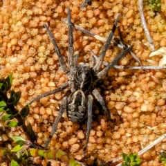 Unidentified Wolf spider (Lycosidae) at Kosciuszko National Park - 19 Mar 2024 by HelenCross