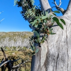 Eucalyptus pauciflora subsp. niphophila (Alpine Snow Gum) at Geehi, NSW - 18 Mar 2024 by HelenCross