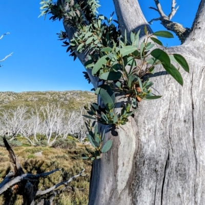 Eucalyptus pauciflora subsp. niphophila (Alpine Snow Gum) at Kosciuszko National Park - 18 Mar 2024 by HelenCross
