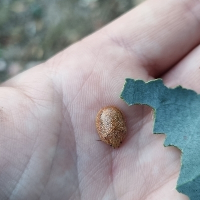 Paropsis atomaria (Eucalyptus leaf beetle) at QPRC LGA - 19 Mar 2024 by clarehoneydove