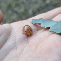 Paropsis atomaria at QPRC LGA - suppressed