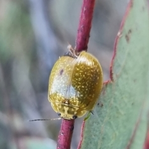 Paropsisterna cloelia at QPRC LGA - suppressed