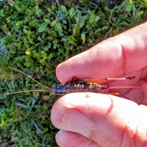 Austrodectes monticolus at Kosciuszko National Park - 19 Mar 2024