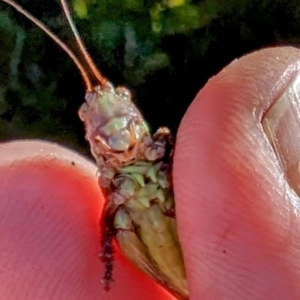 Austrodectes monticolus at Kosciuszko National Park - 19 Mar 2024