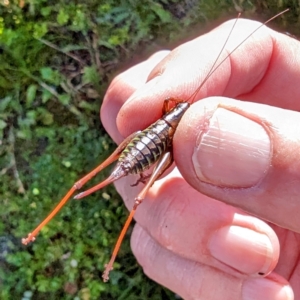 Austrodectes monticolus at Kosciuszko National Park - 19 Mar 2024