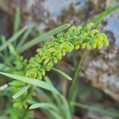 Cheilanthes sieberi subsp. sieberi (Mulga Rock Fern) at Mount Rogers - 19 Mar 2024 by WalkYonder