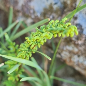 Cheilanthes sieberi subsp. sieberi at Mount Rogers - 19 Mar 2024