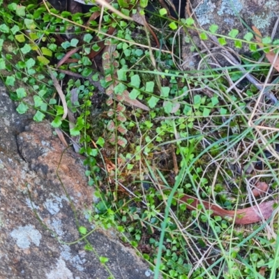 Asplenium flabellifolium (Necklace Fern) at Mount Rogers - 18 Mar 2024 by WalkYonder