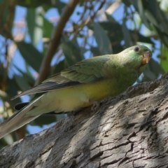 Psephotus haematonotus (Red-rumped Parrot) at Higgins Woodland - 19 Mar 2024 by Trevor