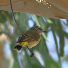 Acanthiza chrysorrhoa (Yellow-rumped Thornbill) at Higgins, ACT - 19 Mar 2024 by Trevor