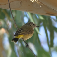 Acanthiza chrysorrhoa (Yellow-rumped Thornbill) at Higgins Woodland - 19 Mar 2024 by Trevor