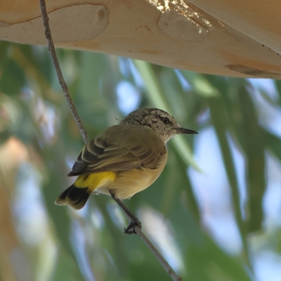 Acanthiza chrysorrhoa (Yellow-rumped Thornbill) at Higgins, ACT - 19 Mar 2024 by Trevor