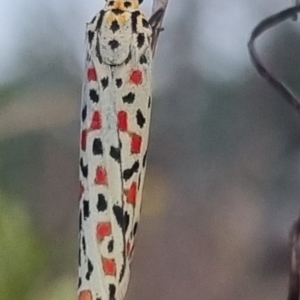 Utetheisa (genus) at QPRC LGA - 17 Mar 2024