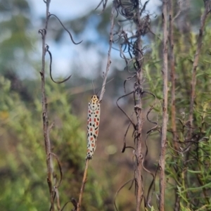 Utetheisa (genus) at QPRC LGA - 17 Mar 2024