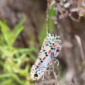 Utetheisa (genus) at QPRC LGA - 17 Mar 2024