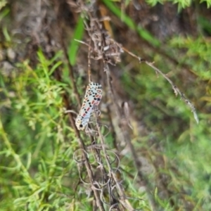 Utetheisa (genus) at QPRC LGA - 17 Mar 2024