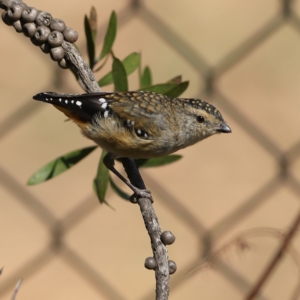 Pardalotus punctatus at Higgins Woodland - 19 Mar 2024