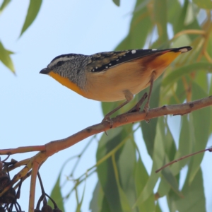 Pardalotus punctatus at Higgins Woodland - 19 Mar 2024 11:47 AM