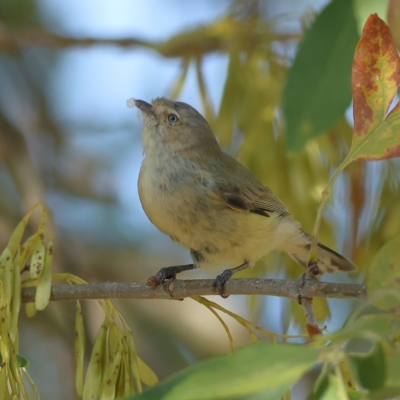 Smicrornis brevirostris (Weebill) at Higgins Woodland - 19 Mar 2024 by MichaelWenke