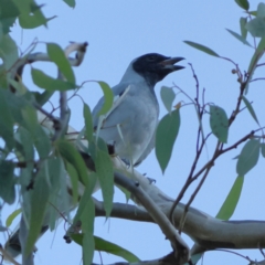 Coracina novaehollandiae (Black-faced Cuckooshrike) at Higgins Woodland - 19 Mar 2024 by MichaelWenke